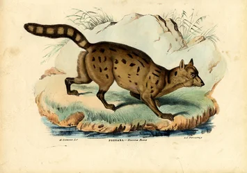 Fossa, 1863-79